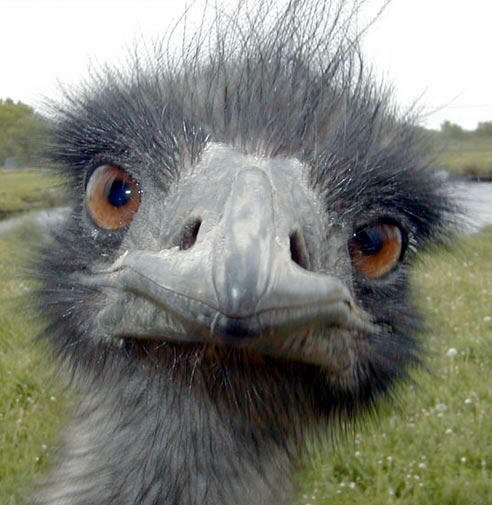 Close Up Emu