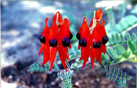 Sturt Desert Pea